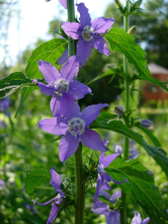 Campanula Americana Seeds (500) American Bellflower – Native Wildflower, Blue Violet Blooms, Pollinator Plant