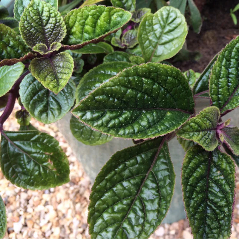 Purple Swedish Ivy Cuttings (Planta del Dinero Morada) – 4 Unrooted Millionaria Starts – Fast Growing Ornamental Purple Vine