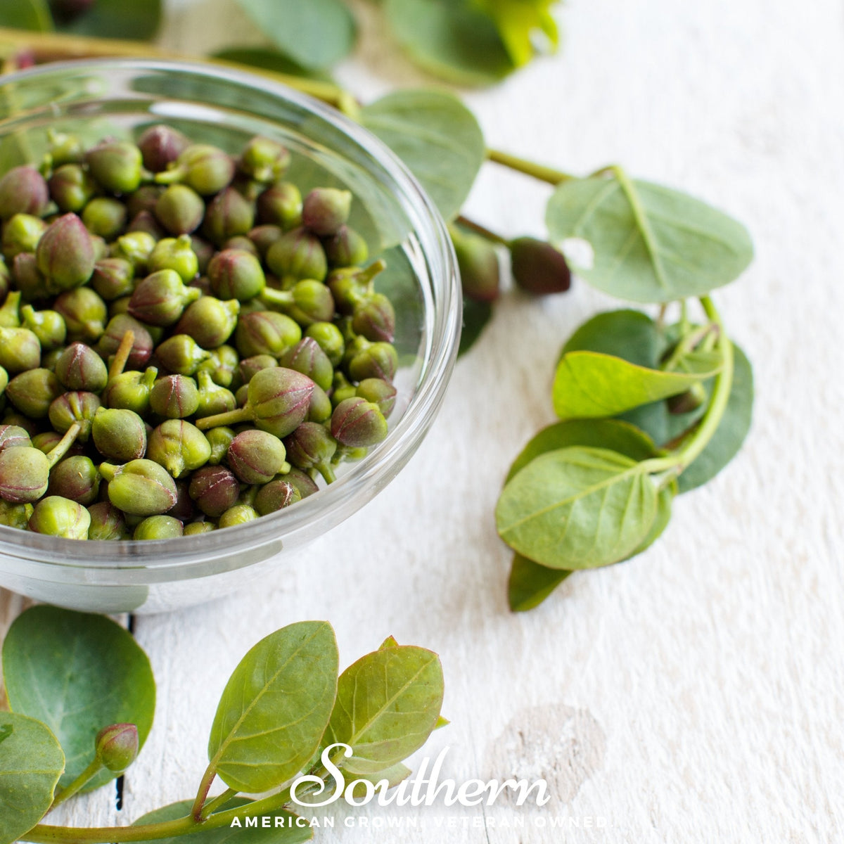 Caper Bush – 10 Seeds