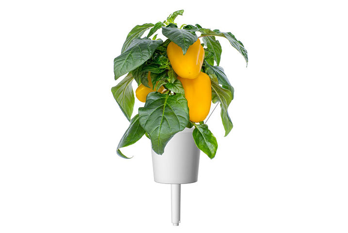 Click & Grow | Plant Pods by Trueform (Free Shipping over $35)