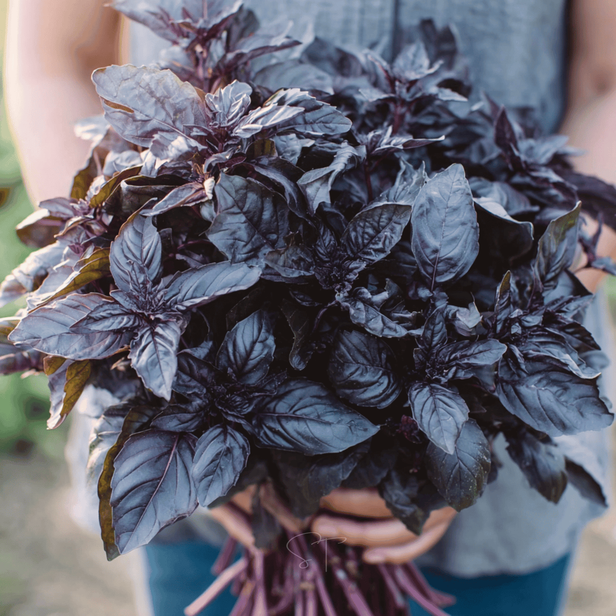 Dark Opal Basil – 250 Seeds