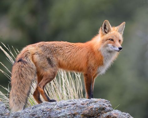 Fox Repellent