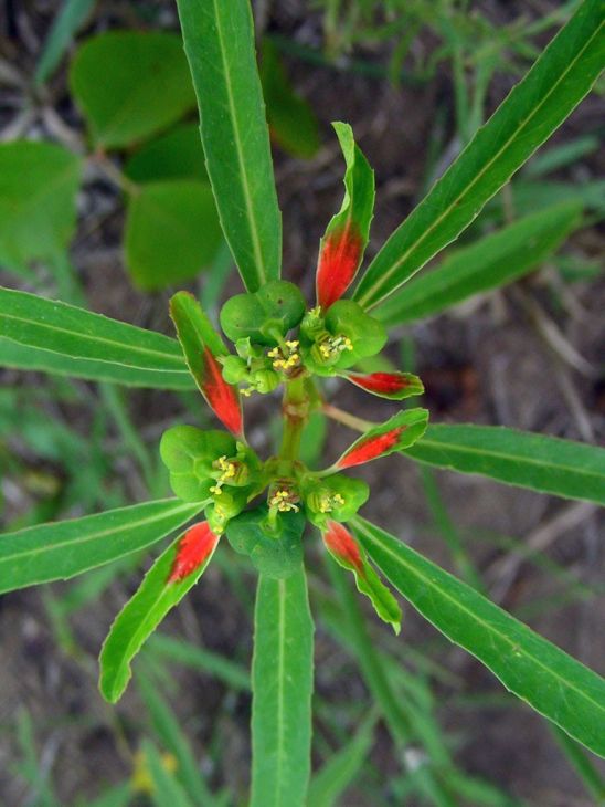 Euphorbia Cyathophora Seeds (10) Painted Spurge – Fire on the Mountain, Native Annual Wildflower, Red Bracts