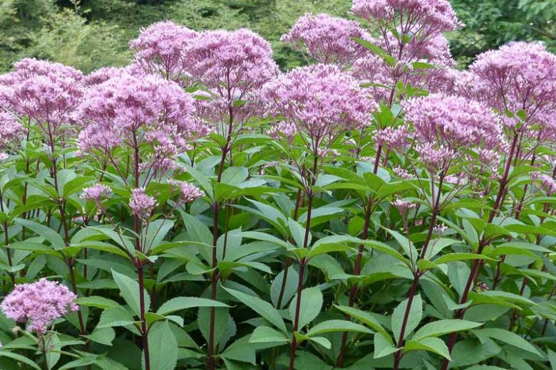 Eutrochium fistulosum Seeds – Hollow Joe-Pye Weed | Native Tall Wildflower | Pollinator Garden Plant | 100 Seeds