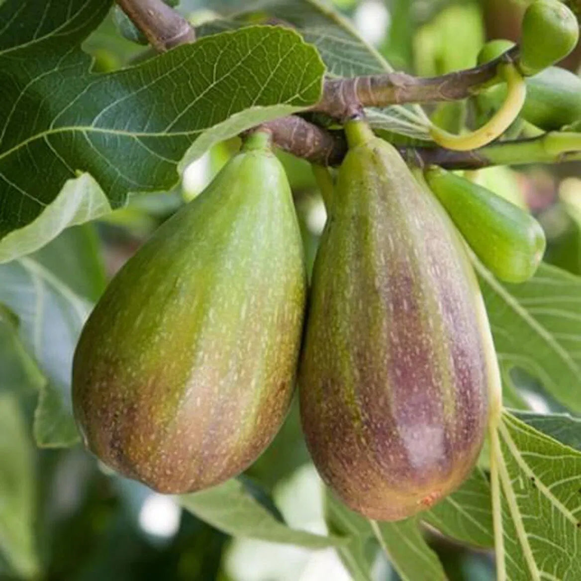 Brunswick Fig Cuttings (Ficus carica) - 2 Unrooted 6-8" Pieces | Cold Hardy, Sweet Heirloom Fig Tree for Propagation & Backyard Growing