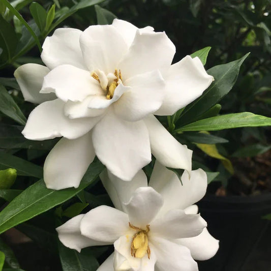 Frostproof Gardenia – Live Mature Plant in 1 Gallon Pot, Cold Hardy, Fragrant White Blooms, Evergreen Shrub, Easy Care