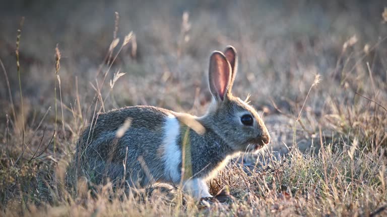 Rabbit Repellent