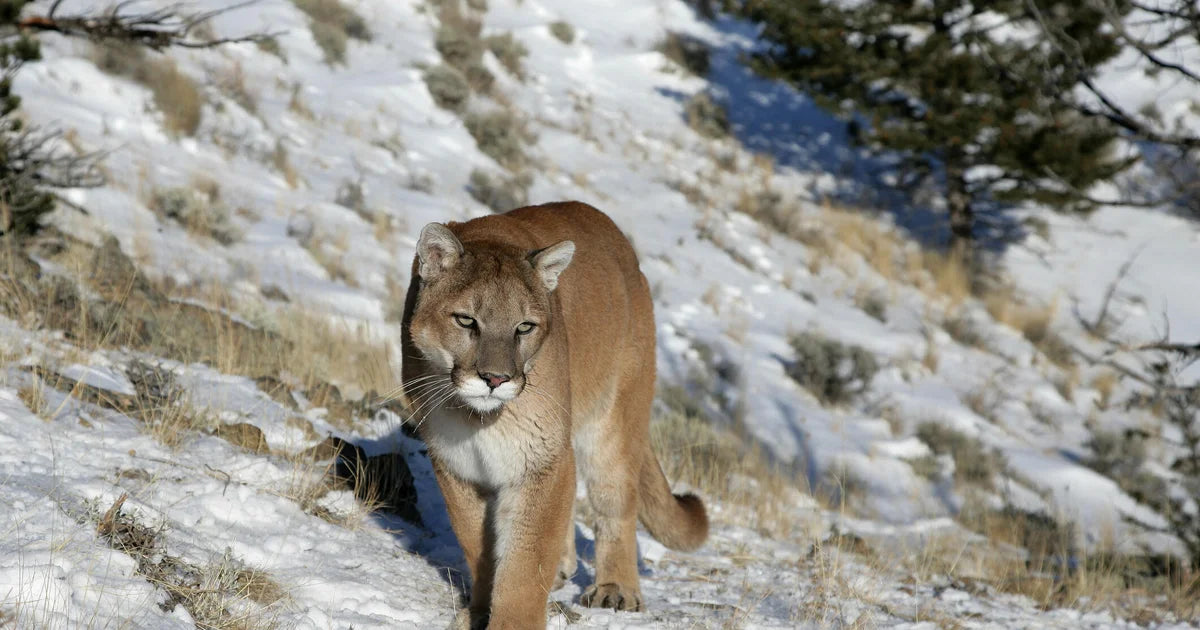 Mountain Lion Repellent