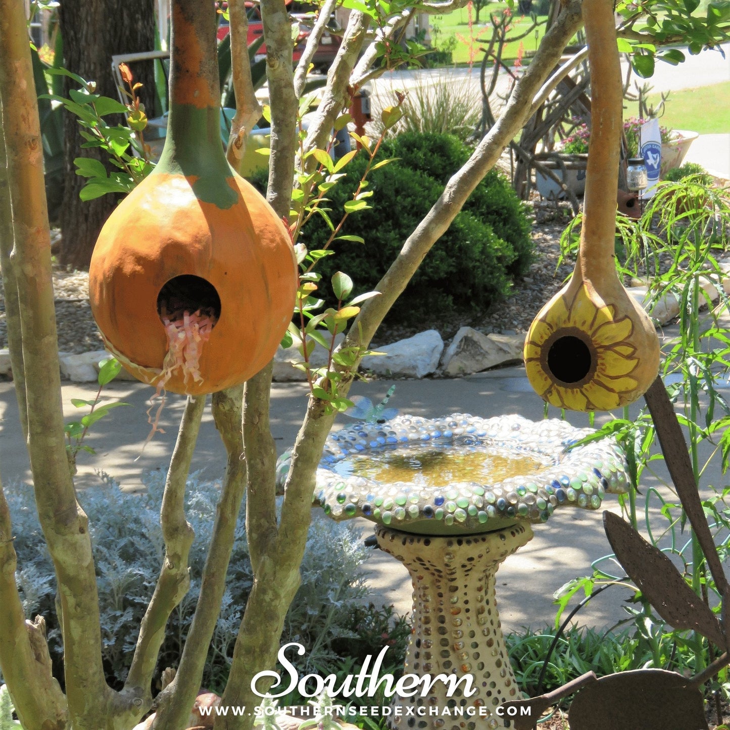 Birdhouse Bottle Gourd – 15 Seeds