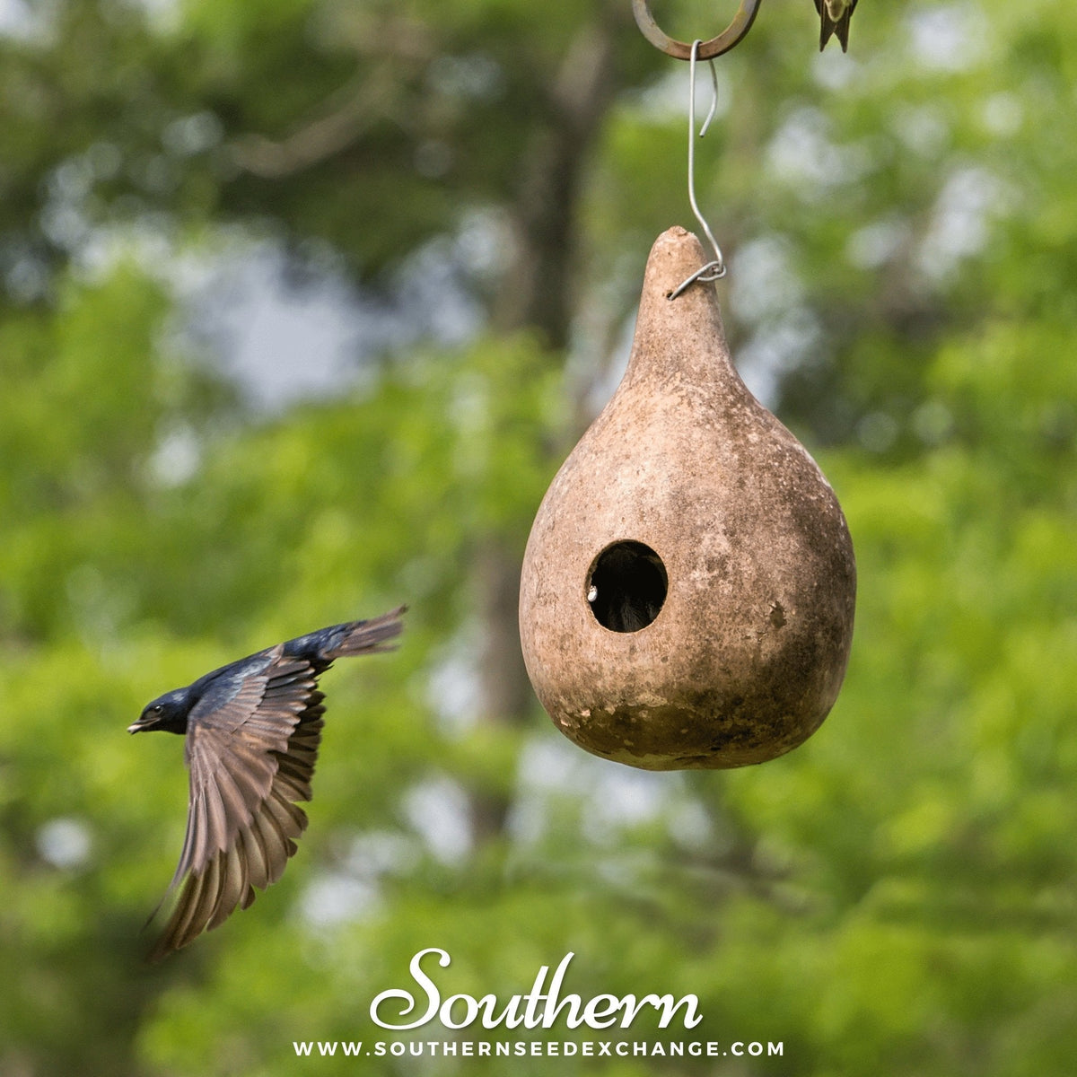 Birdhouse Bottle Gourd – 15 Seeds