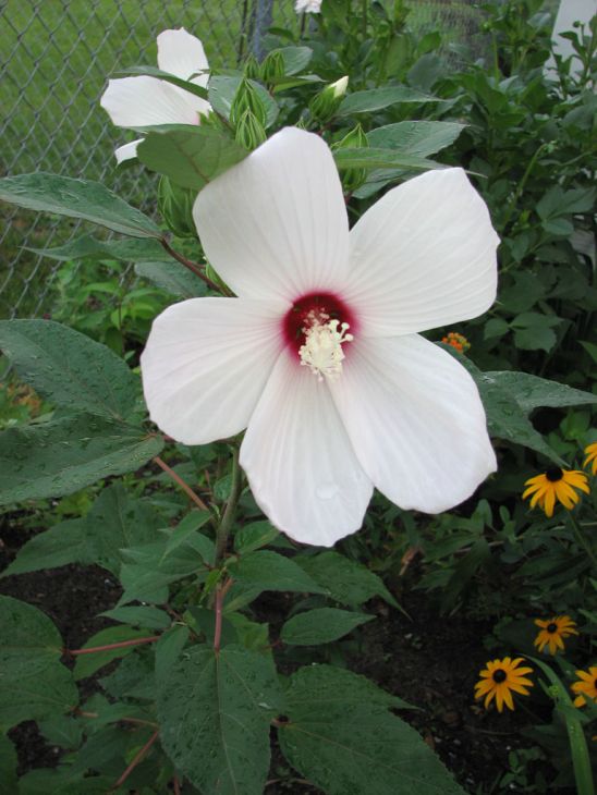 Hibiscus Moscheutos Seeds (30) Swamp Rose Mallow – Hardy Native Perennial, Large Pink/Red Flowers, Wetland & Pond Plant