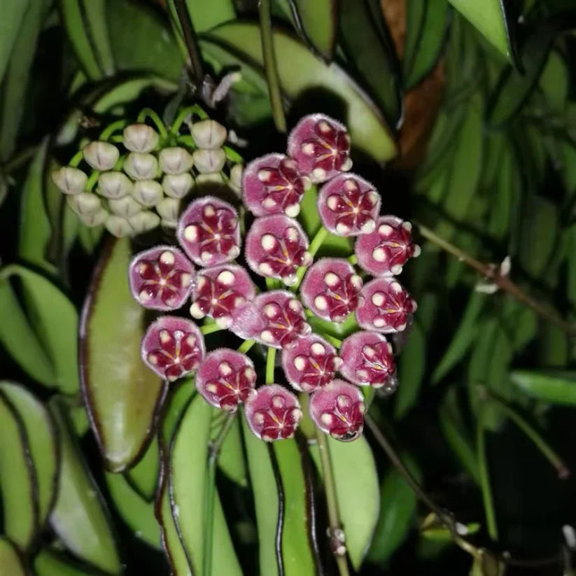 Hoya wayetii Rooted Plant Bareroot – Easy-Care Tropical Houseplant – Flowering Wax Plant – Rare Hoya Starter for Indoor Growing