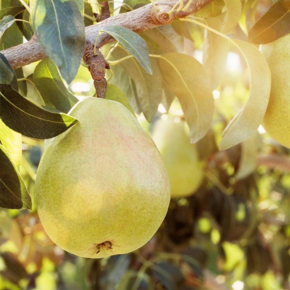 D’Anjou Pear Tree