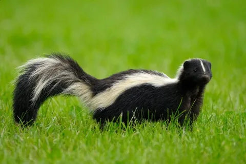 Where to Apply Skunk Repellent for Best Results