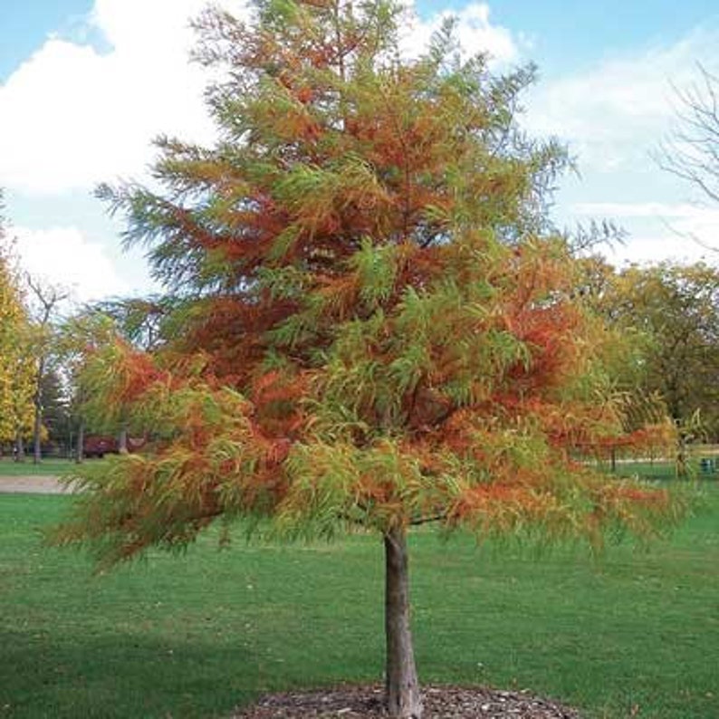 Bald Cypress Tree 2-3' Taxodium distichum Deciduous Conifer Wet/Dry Adaptable Cypress Knees