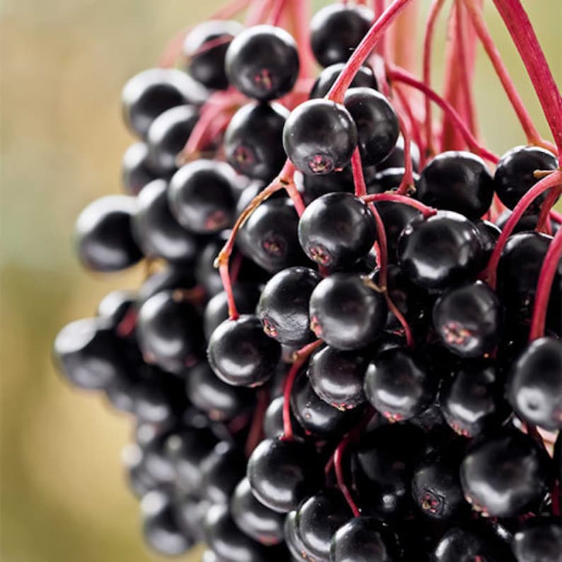 Elderberry Plants - 2 Pack 4" Container Sambucus Canadensis - 6-8" Height - Deciduous Shrub for Zones 3-9, Wildlife Friendly