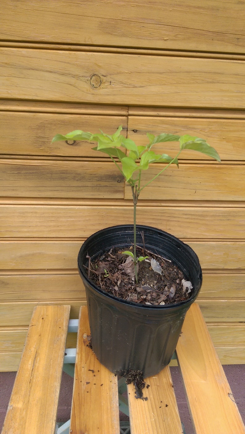 White Flowering Dogwood Trees, 6" – 12" Live Plants, Cornus florida, Set of 2, Ornamental with Showy Blooms, Wildlife Habitat