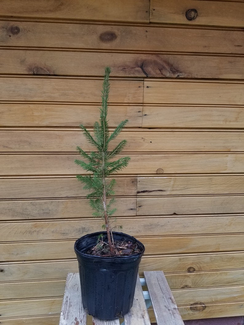 Norway Spruce Trees - 12" to 18" Live Seedlings - Picea abies - 2 Bare Root Evergreen Plants for Wildlife and Ornamentals