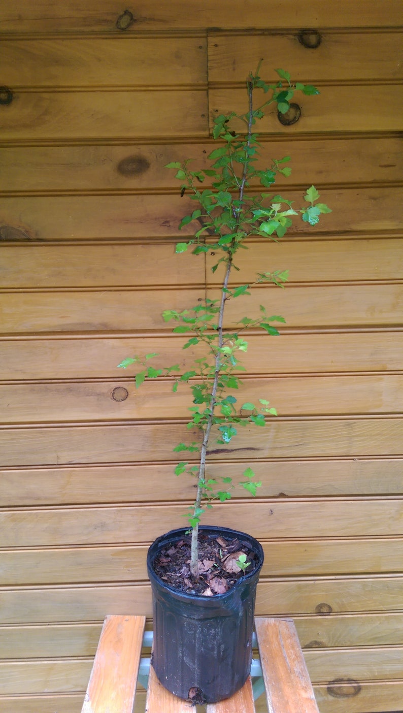 Washington Hawthorn Trees - 6" Live Seedlings - Crataegus phaenopyrum - Ornamental with Red Berries - 2 Pack