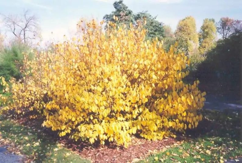 Spice Bush Quart Pot Plant - Lindera benzoin - Aromatic Deciduous Shrub, Host Plant for Spicebush Swallowtail, USDA Zone 4-9