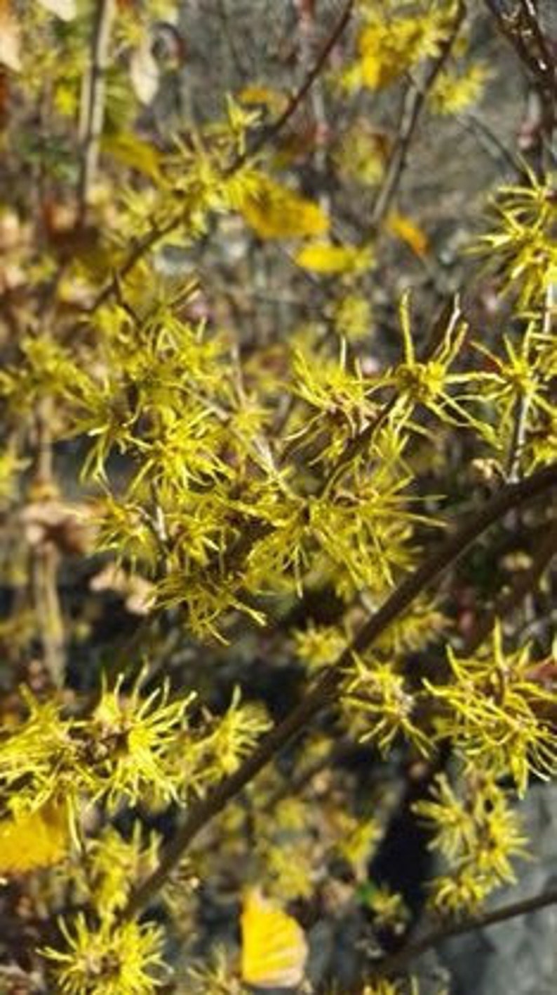 Witch Hazel Quart Pot Plant - Hamamelis virginiana - Deciduous Tree with Yellow Flowers - USDA Zone 5-8
