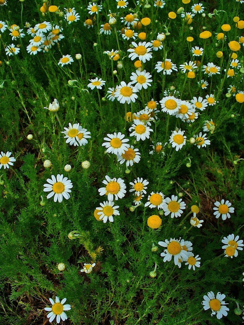 Roman Chamomile Groundcover Plug Flat of 50 Plants - Perennial Herb, White Flowers, Scientific Name: Chamaemelum nobile