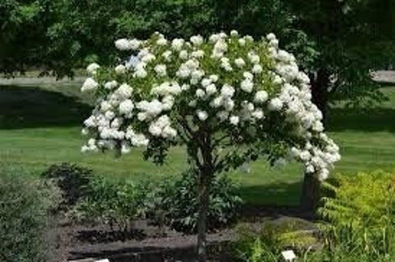 Diana Rose of Sharon Althea Plant in Quart Pot - Hibiscus syriacus - USDA Zones 6-9 - Flowering Shrub for Garden