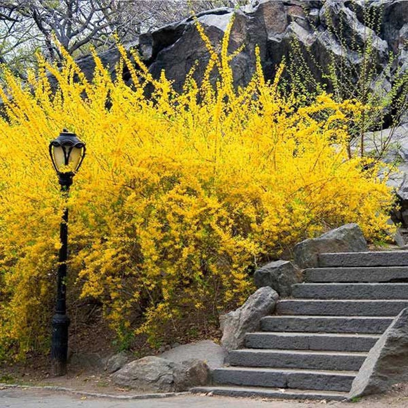 Forsythia Plant 2.5” Pot Lynwood Gold Forsythia (Forsythia x intermedia) | USDA Zone 5-9 | Deciduous Shrub