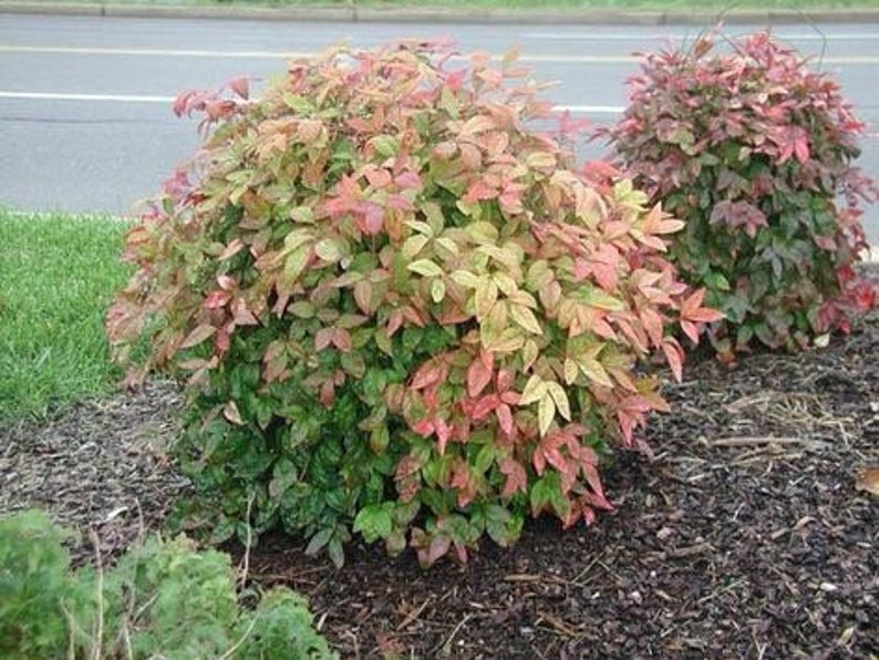Dwarf Nandina Plants - 2 Pack in 2.5” Pots - Nandina domestica - Ornamental Shrub for USDA Zones 6-10 - Heavenly Bamboo