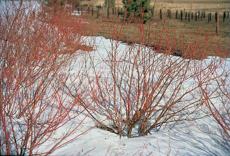 Red Twig Dogwood Plant 6-12" in 2.5" Container, Cornus sericea, Hardy Shrub for Zones 2-9, Privacy Screen, Drought Tolerant