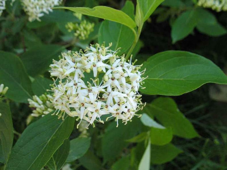 Silky Dogwood Plants - 2 Pack - Cornus Amomum - 4" Container - Native Shrubs for Moist Sites - Creamy White Flowers