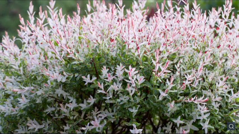 Nishiki Willow Plant - 2.5" Pot - Variegated Pink & Green - Salix integra 'Nishiki' - Fast-Growing, USDA Zones 4-8