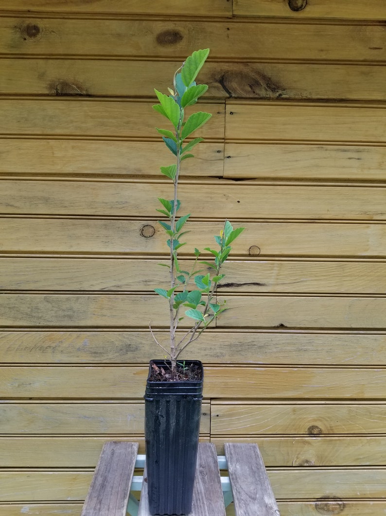 Witch Hazel Trees - 5 Live 12" to 18" Hamamelis virginiana - Ornamental Shrubs for Wildlife Habitat, Yellow Flowers in Fall
