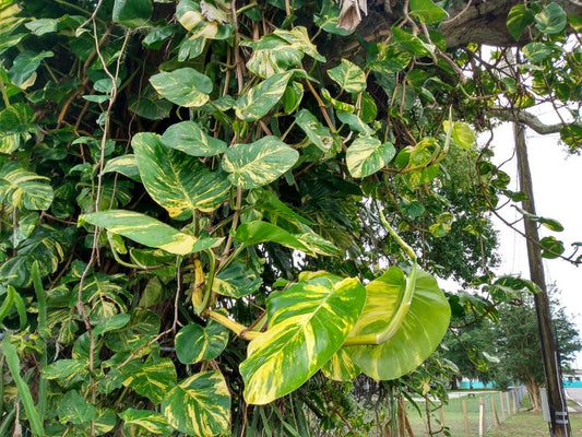 Giant Hawaiian Pothos Cutting - 1 Node Rooted + Free Cutting - Epipremnum aureum - Easy Care Houseplant