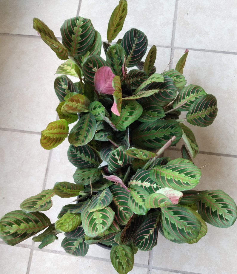 Maranta Leuconeura Red Prayer Plant - Small Rooted Plant - Easy Care Indoor Plant - Prayer Plant