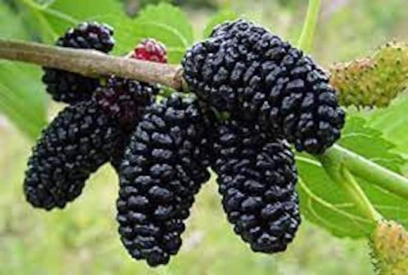 Dwarf Everbearing Mulberry Tree - 10" Plant - Sweet Berries - Morus nigra - Ideal for Small Spaces, Self-Pollinating, Hardy