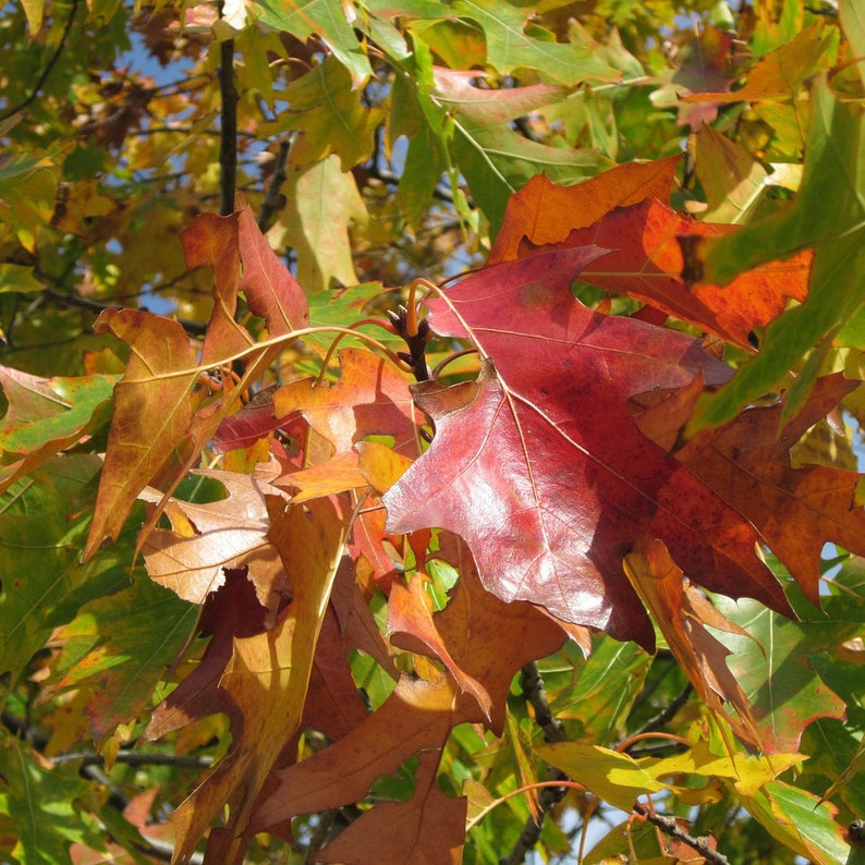 Northern Red Oak Tree 2-3' Quercus rubra Fast Growing Bristle-tipped Leaves Red Fall Foliage Ideal for Streets