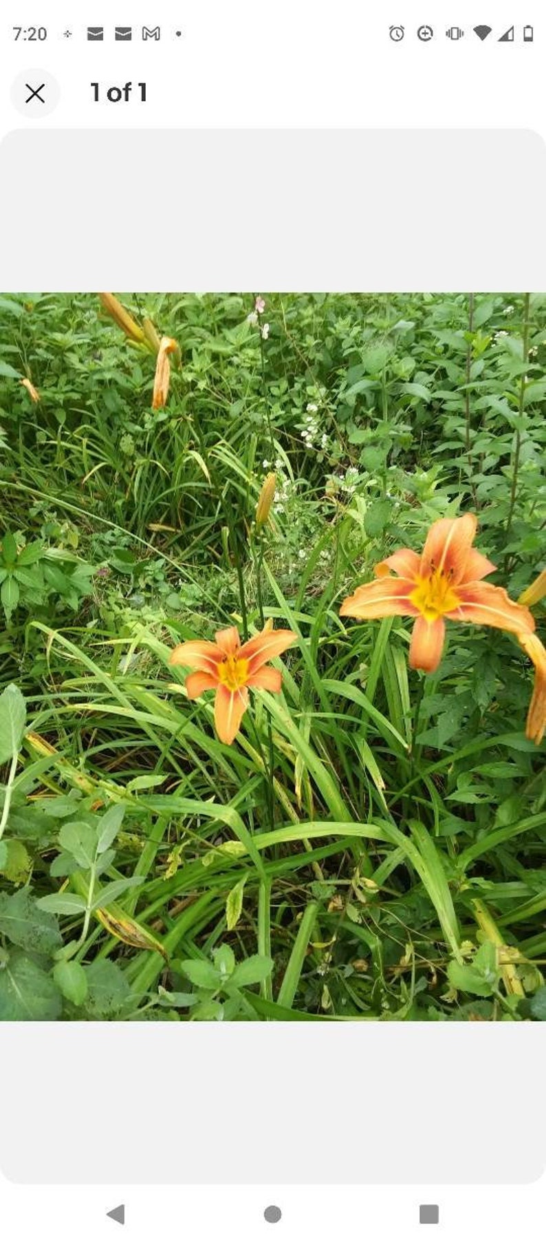 Day Lily Bare Roots (25) Orange - Fragrant Perennial Flowers - Hemerocallis spp. - Easy to Plant, Fast Shipping