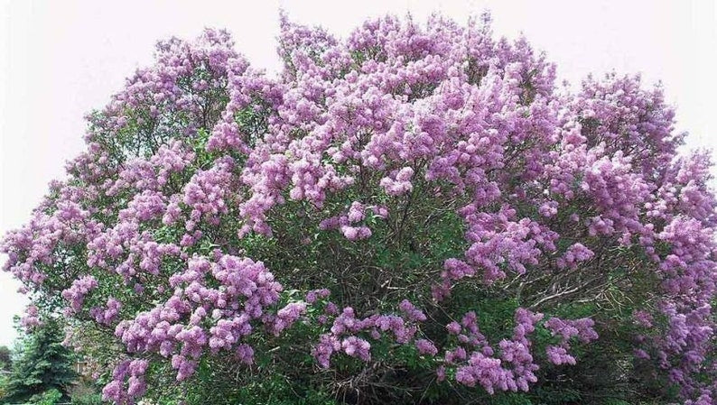 Lilac Bush Bare Root Starts 50 Count Purple & White Fragrant Perennial (Syringa vulgaris) - Ideal for Hot Weather Conditions
