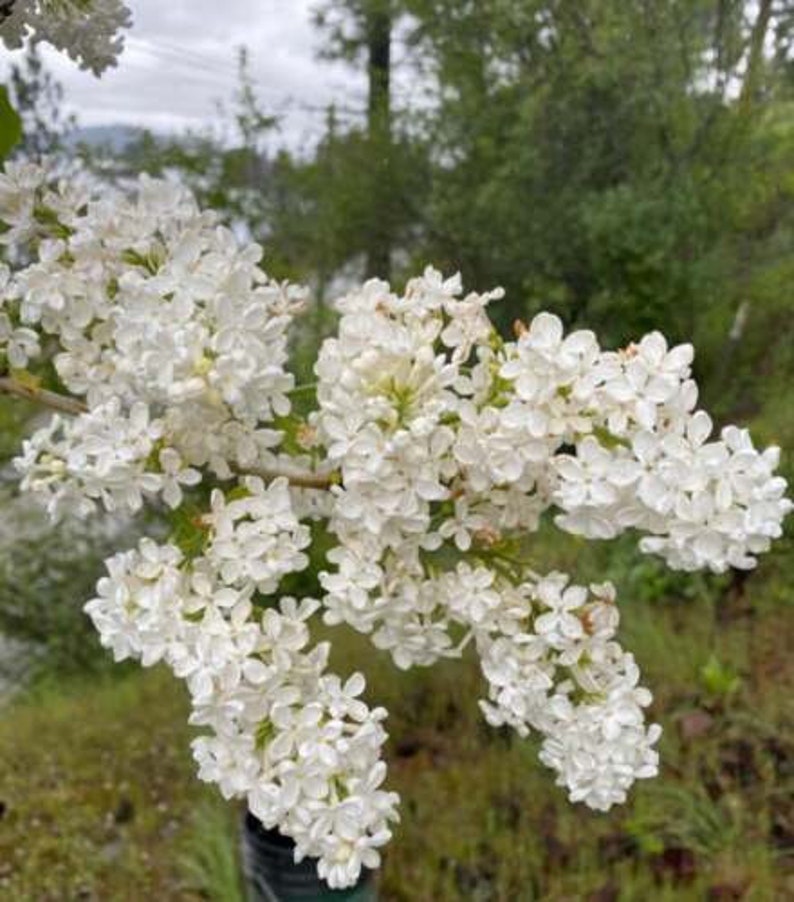 Bare Root Lilac Bush Set of 6 - Purple & White Fragrant Perennials - Syringa vulgaris