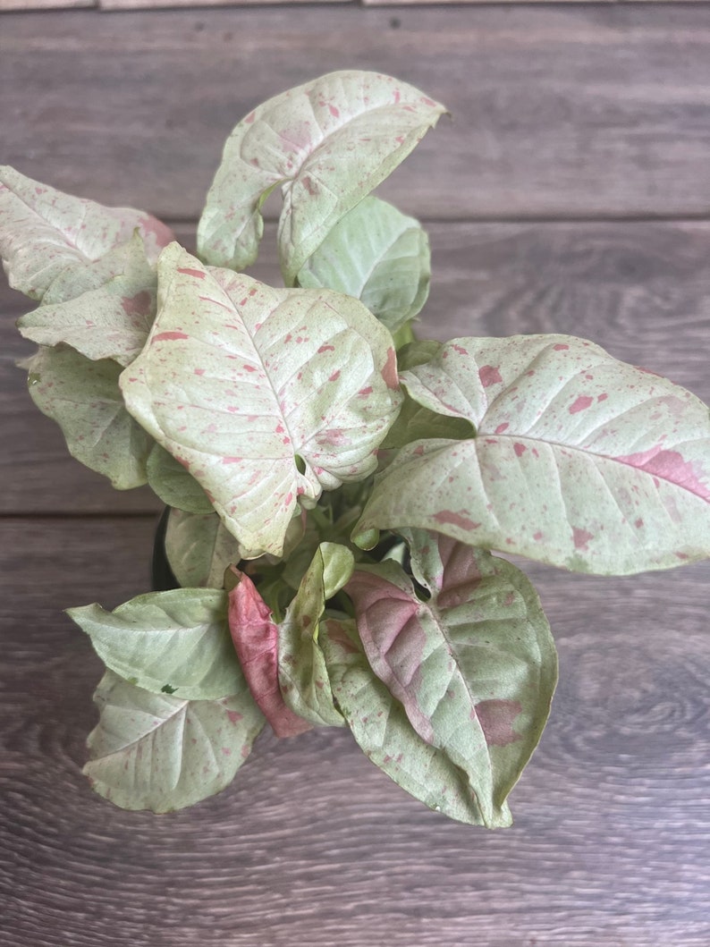 Syngonium Milk Confetti Plant in 4" Pot - Unique Colorful Houseplant, Easy Care Syngonium podophyllum