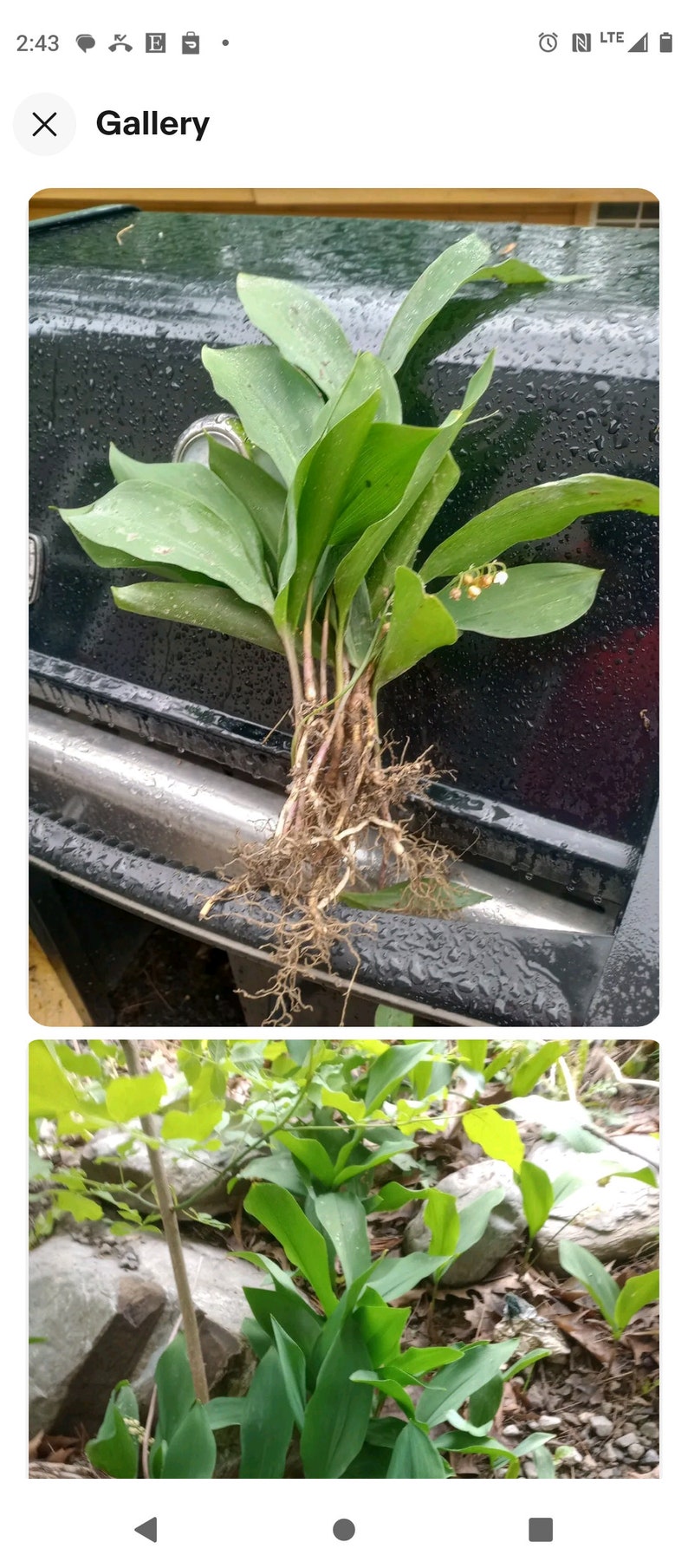 Lily of the Valley Bare Root Plants (50+); Fragrant Perennial Flowers - Convallaria majalis