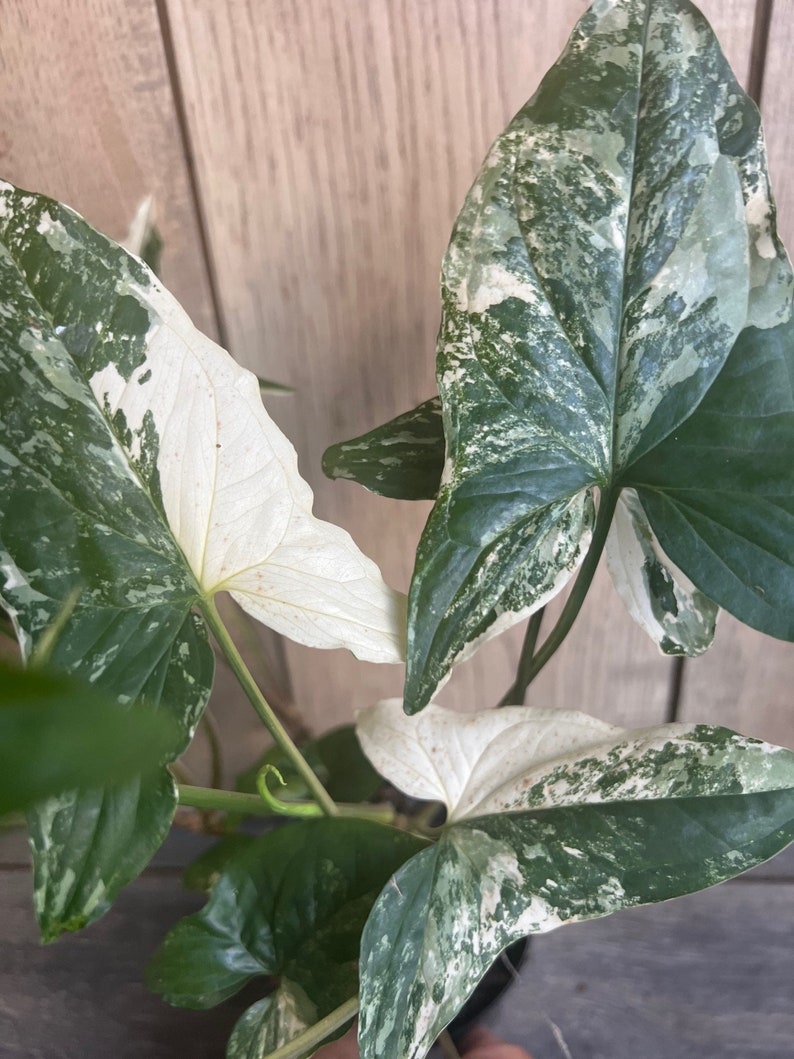 Syngonium Podophyllum Albo-Variegatum Plant in 4" Pot | Variegated Indoor Houseplant for Bright Indirect Light