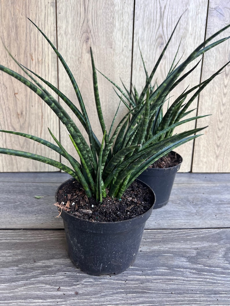 Sansevieria Fernwood Mikado 6" Pot - Live Air Purifying Plant - Snake Plant - Easy Care Indoor Houseplant