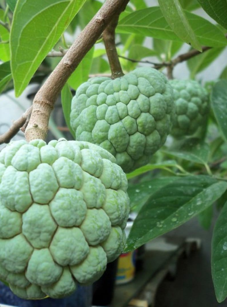 Sugar Apple Plant in Half Gallon Pot, Srikaya, Annona Squamosa, Sweet Custard Fruit Tree