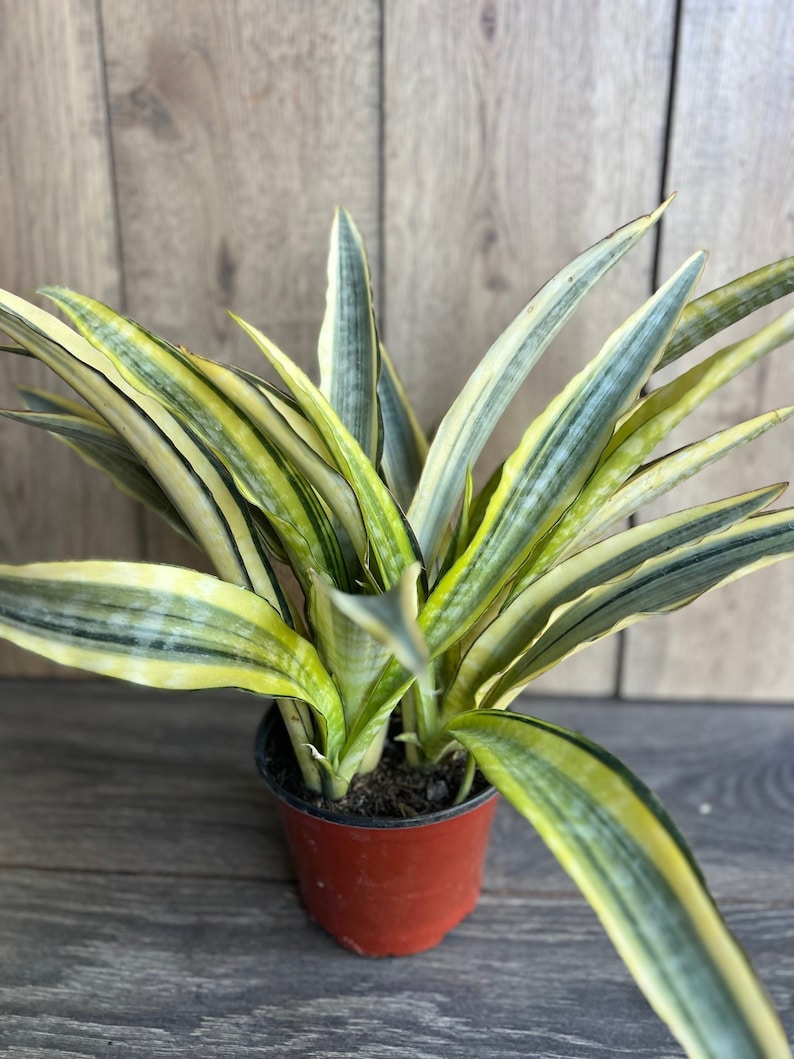 Sansevieria Lauren 6" Pot - Rare Snake Plant, Green/Yellow Striped Leaves, Air Purifying Indoor Plant, Sansevieria trifasciata