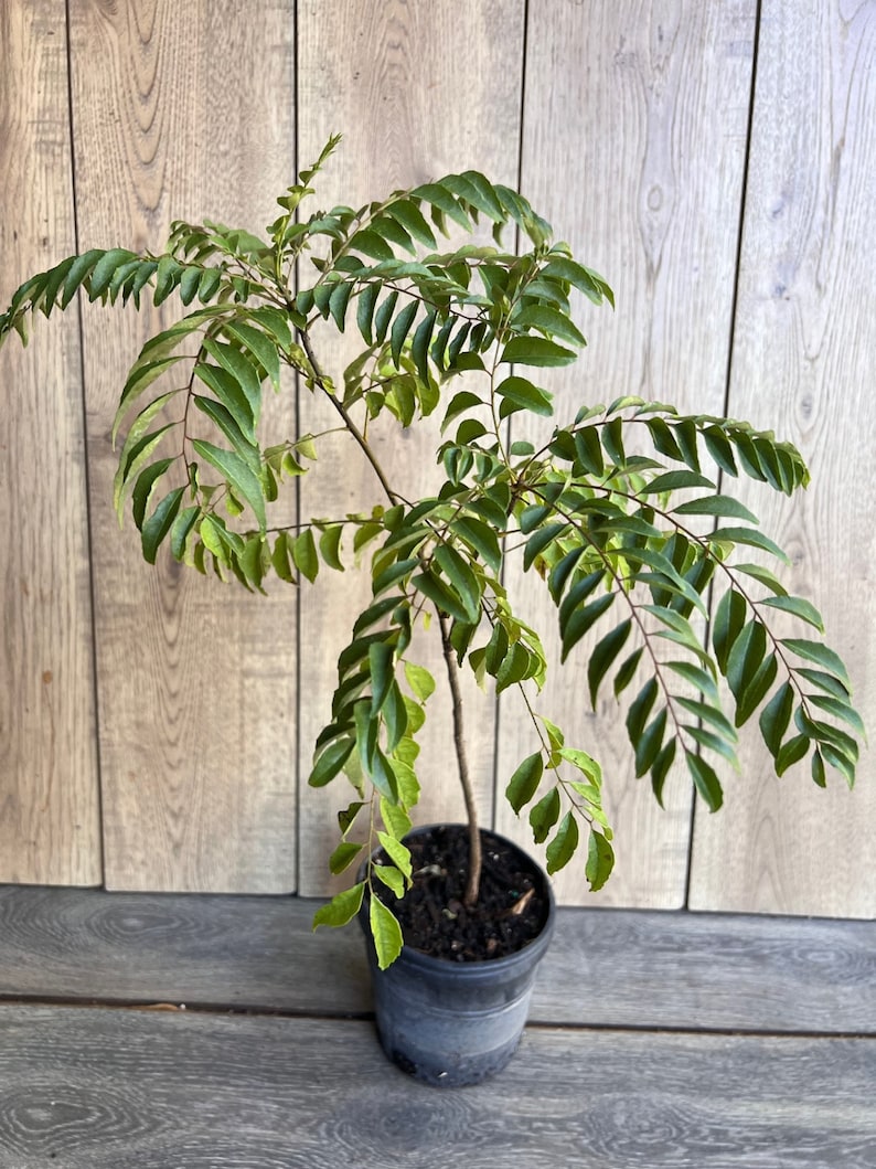 Curry Leaf Plant in 6" Pot, Murraya Koenigii, Aromatic Culinary Herb, Perfect for Gardens and Indoors