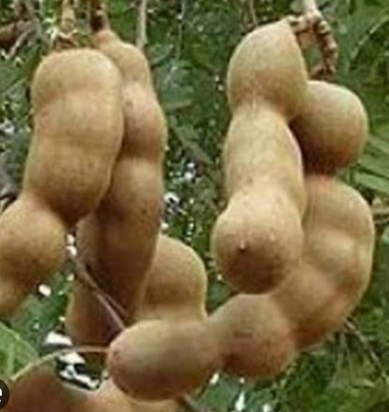 Tamarind Tree in 3 Gallon Pot, Tamarindus indica, Pohon Asem for Culinary Use, Sweet & Tart Flavor