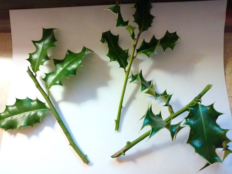 Holly Cuttings for Propagation - 3 Evergreen Clippings - Ilex - Perfect for Garden Shrubs and Hedges - Hardy Zones 5-9