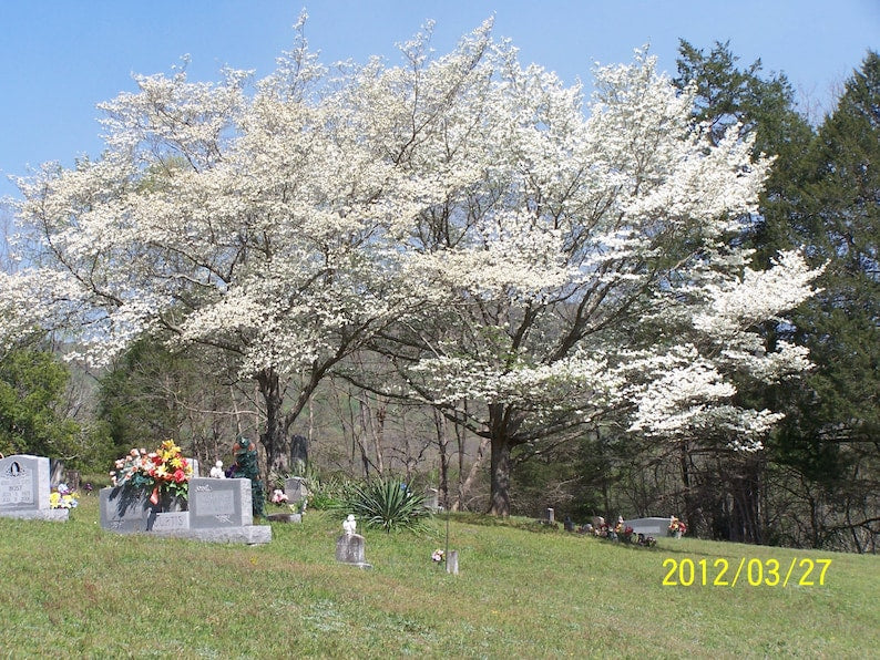 White Dogwood Trees - 2 Pack, 4" Container, Cornus Florida, Ideal for Zones 5-9, Beautiful White Flowers